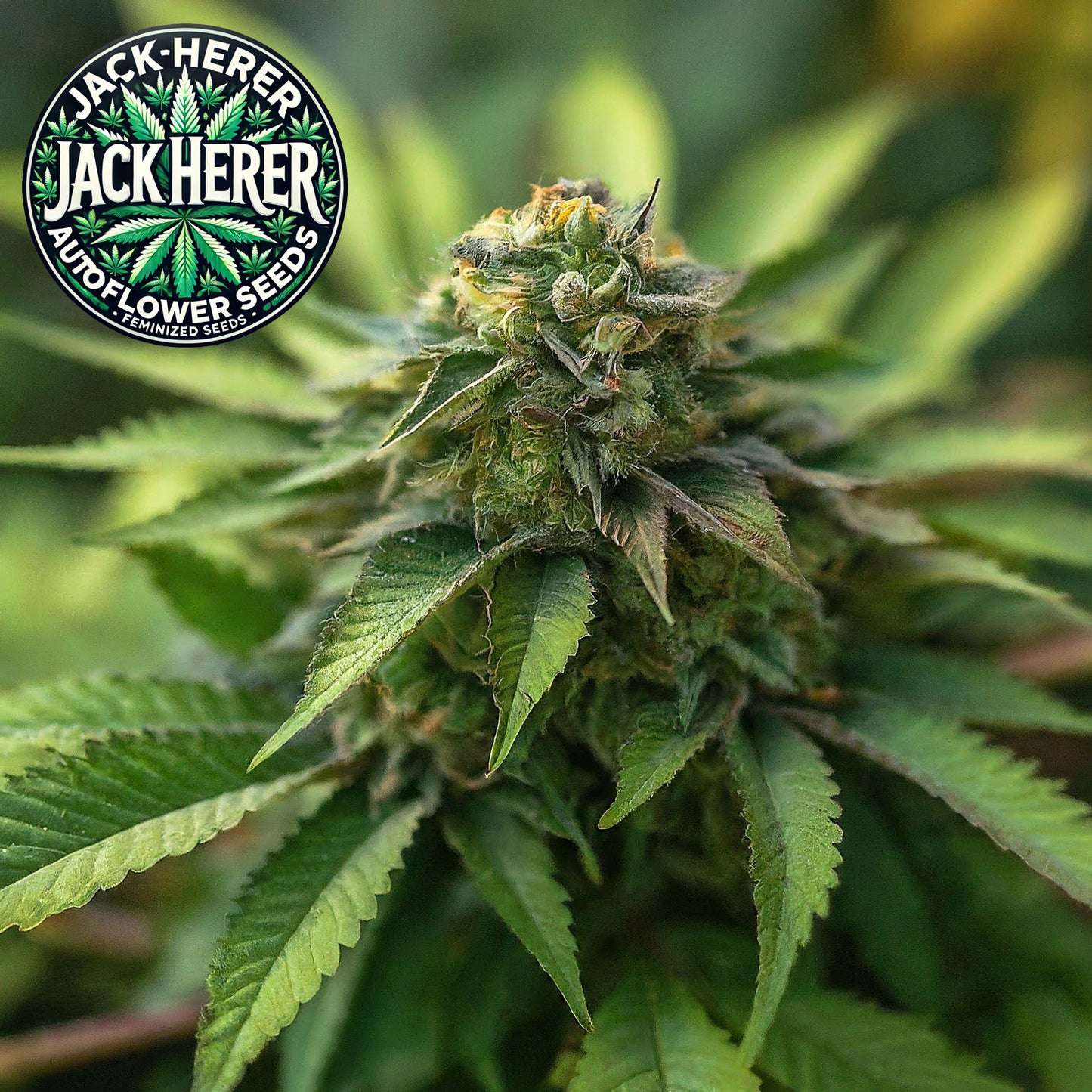 Jack Herer Autoflower Seeds