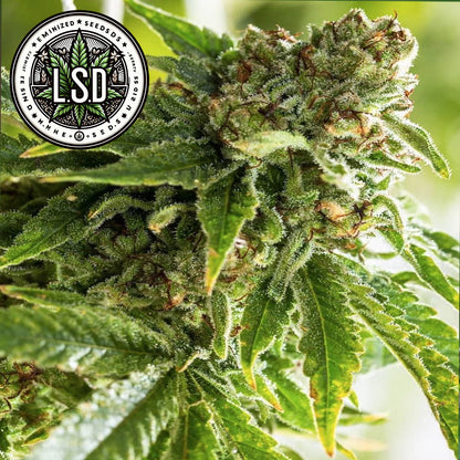 LSD Feminized Seeds