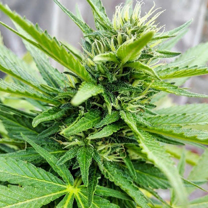 LSD - Indica Feminized Marijuana Seeds