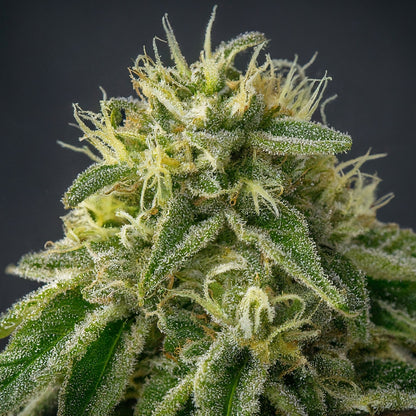 Lemon Ice Pucker Regular Seeds