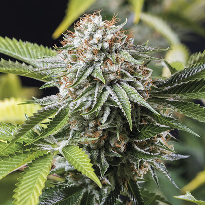 Mango Kush - Indica Feminized Marijuana Seeds