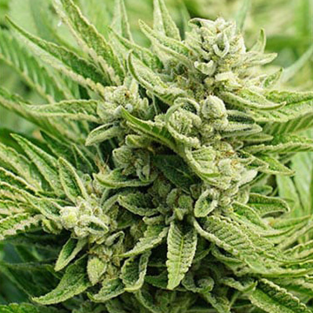 Maui Wowie Feminized Seeds