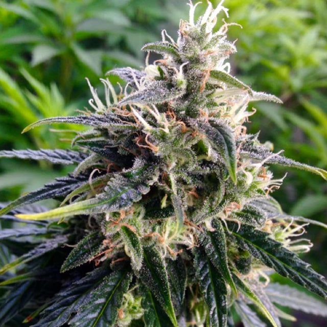 Northern Lights - Indica Feminized Marijuana Seeds