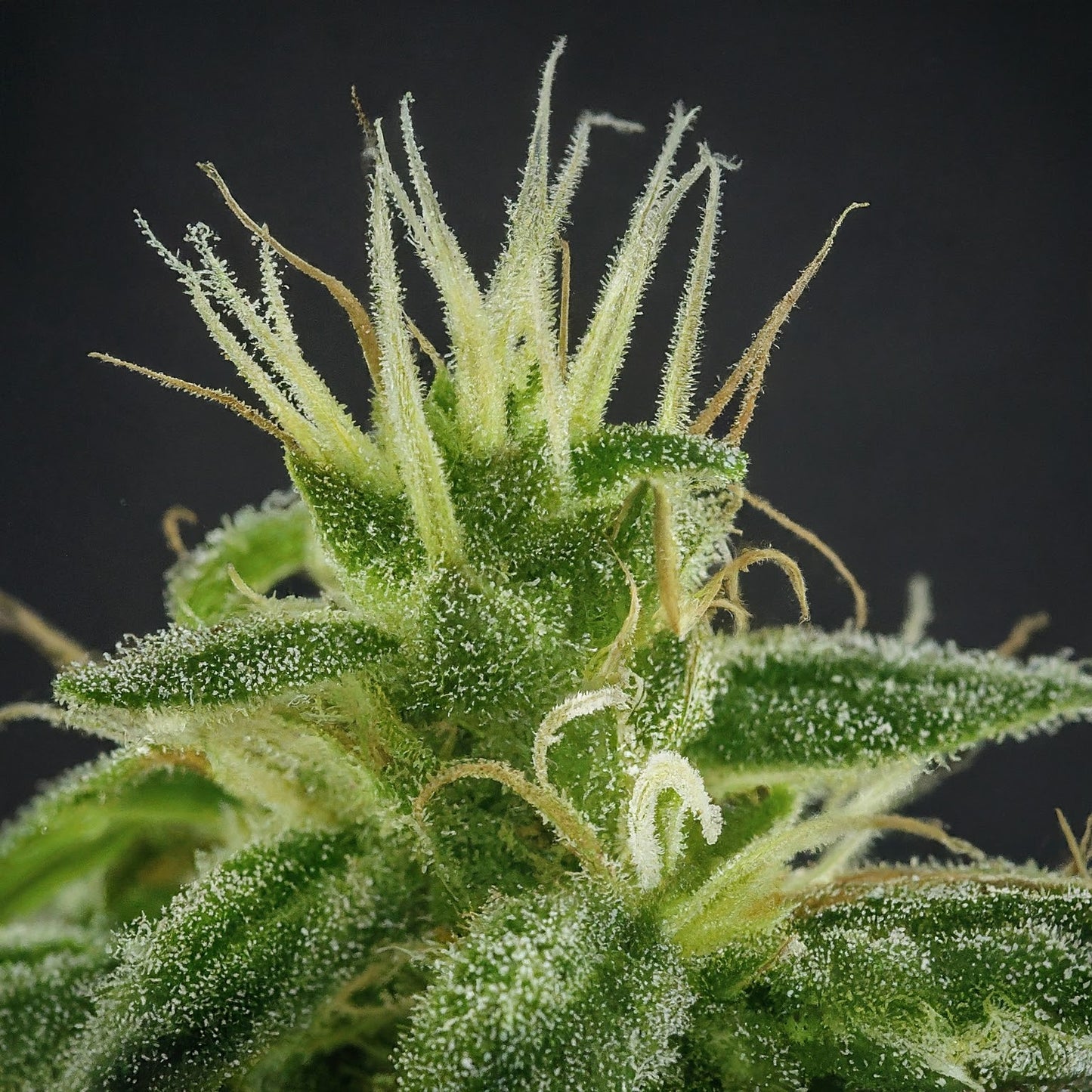 Northern Lights Feminized Seeds