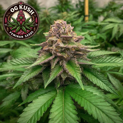 OG Kush Feminized Seeds