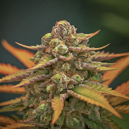 Orange Bud - Indica Feminized Marijuana Seeds