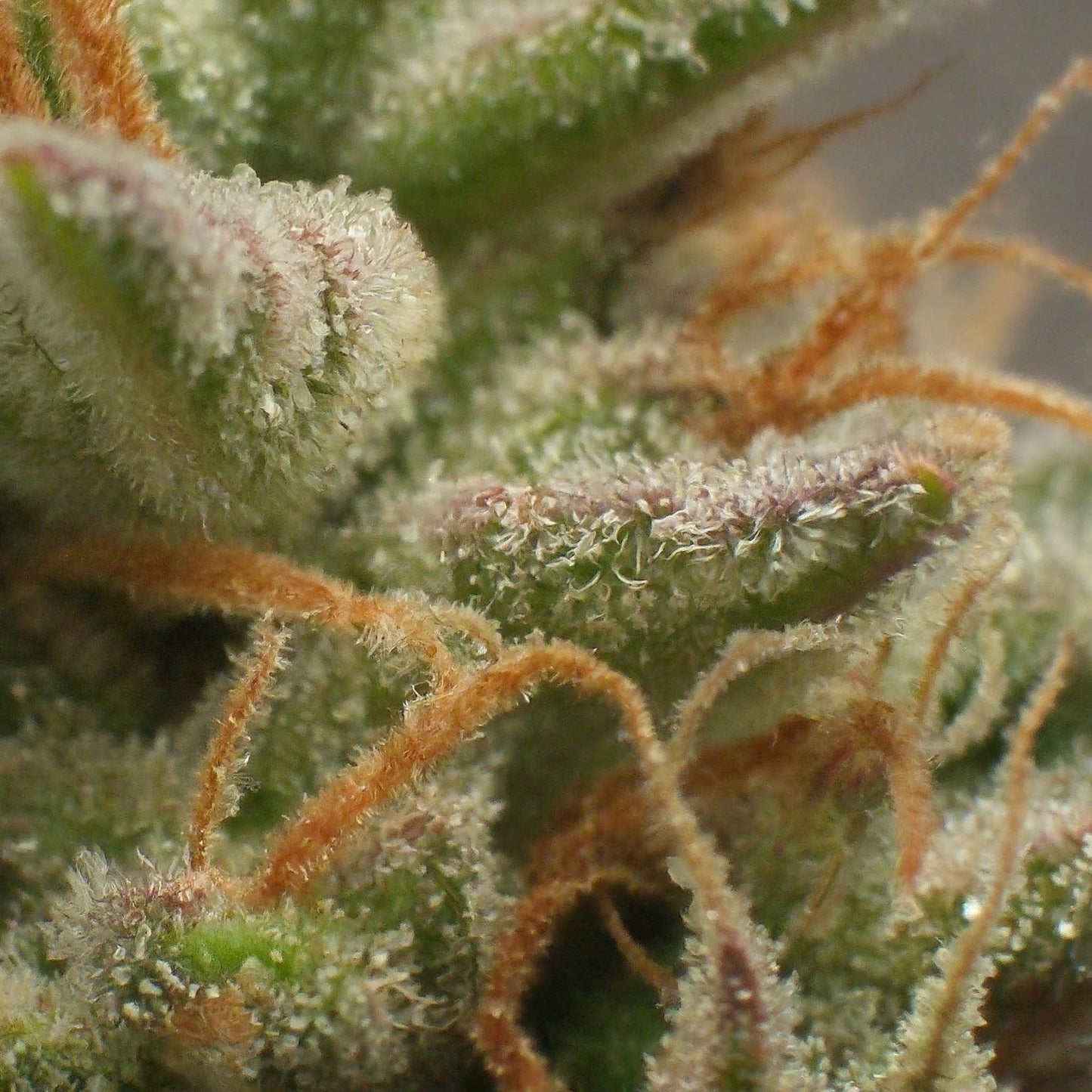 Orange Bud Feminized Seeds