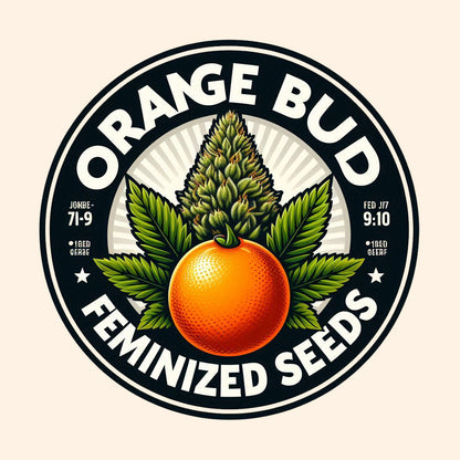 Orange Bud - Indica Feminized Marijuana Seeds