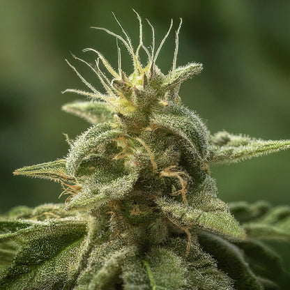 Pineapple Haze - Sativa Feminized Marijuana Seeds