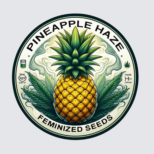 Pineapple Haze - Sativa Feminized Marijuana Seeds