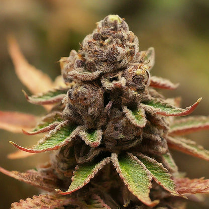 Pink Champagne - Sativa Regular Marijuana Seeds