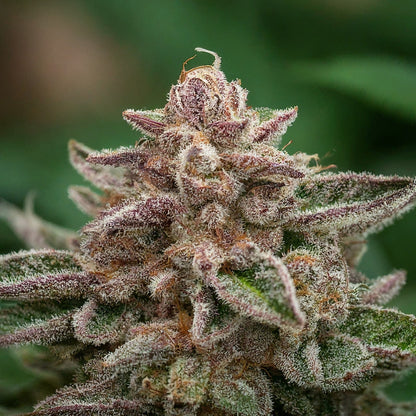 Pink Champagne - Sativa Regular Marijuana Seeds