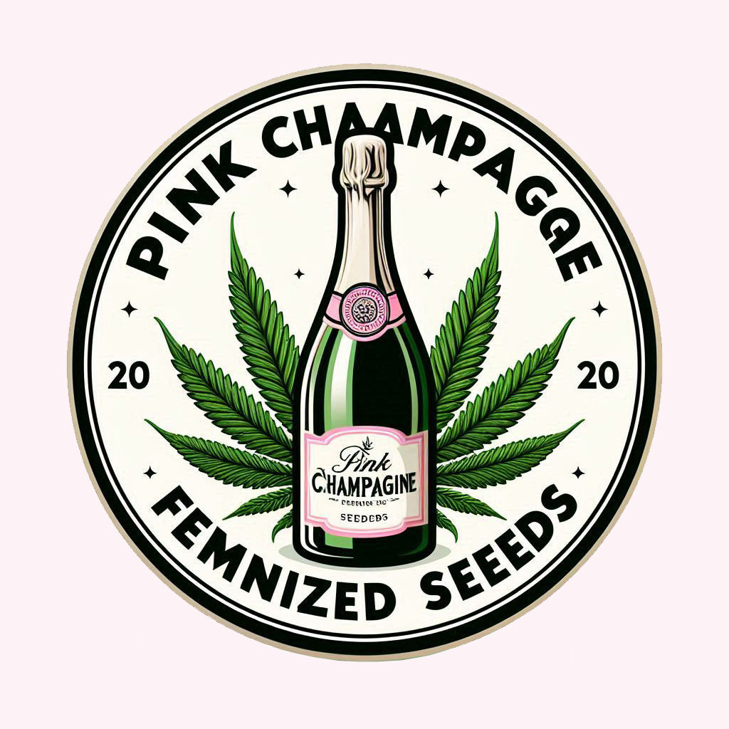 Pink Champagne - Sativa Regular Marijuana Seeds