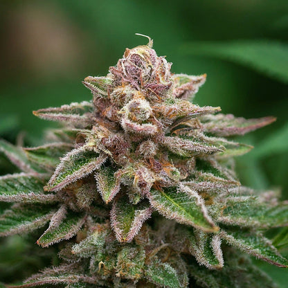 Pink Siberian - Sativa Feminized Marijuana Seeds