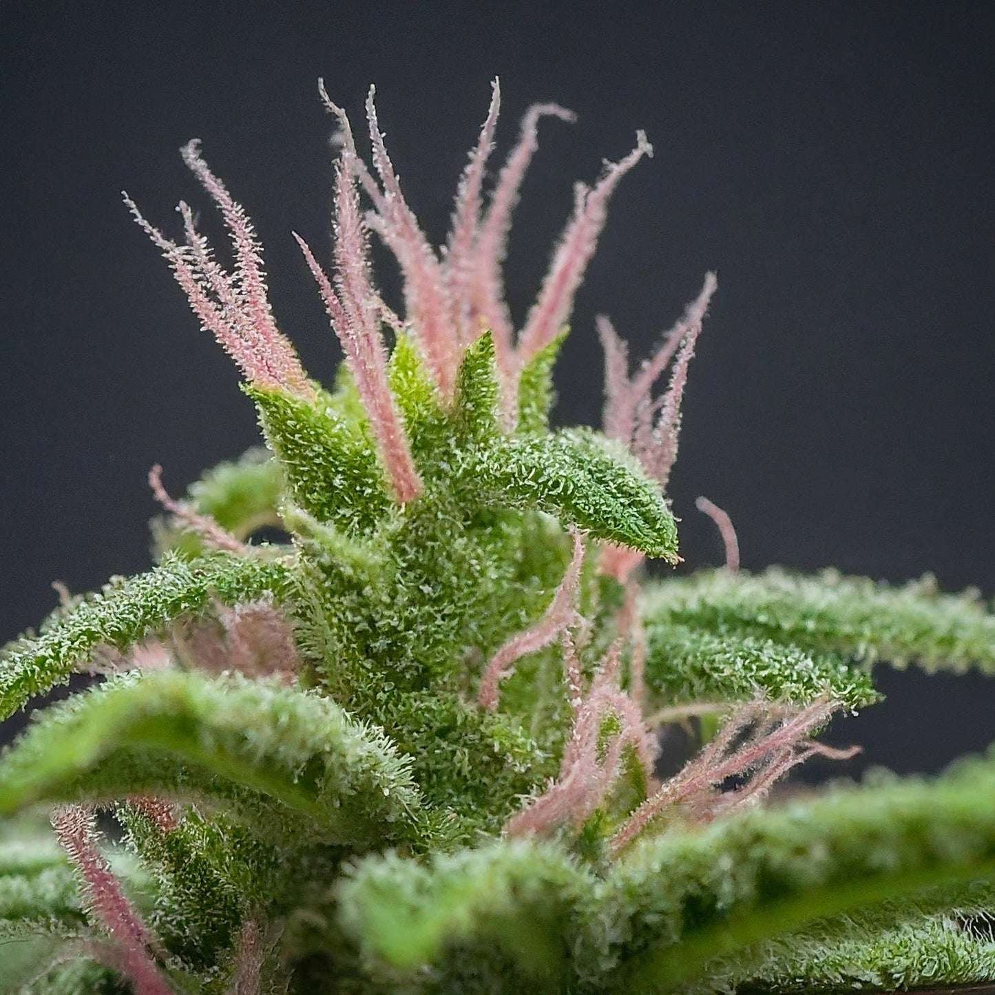 Pink Siberian Regular Seeds