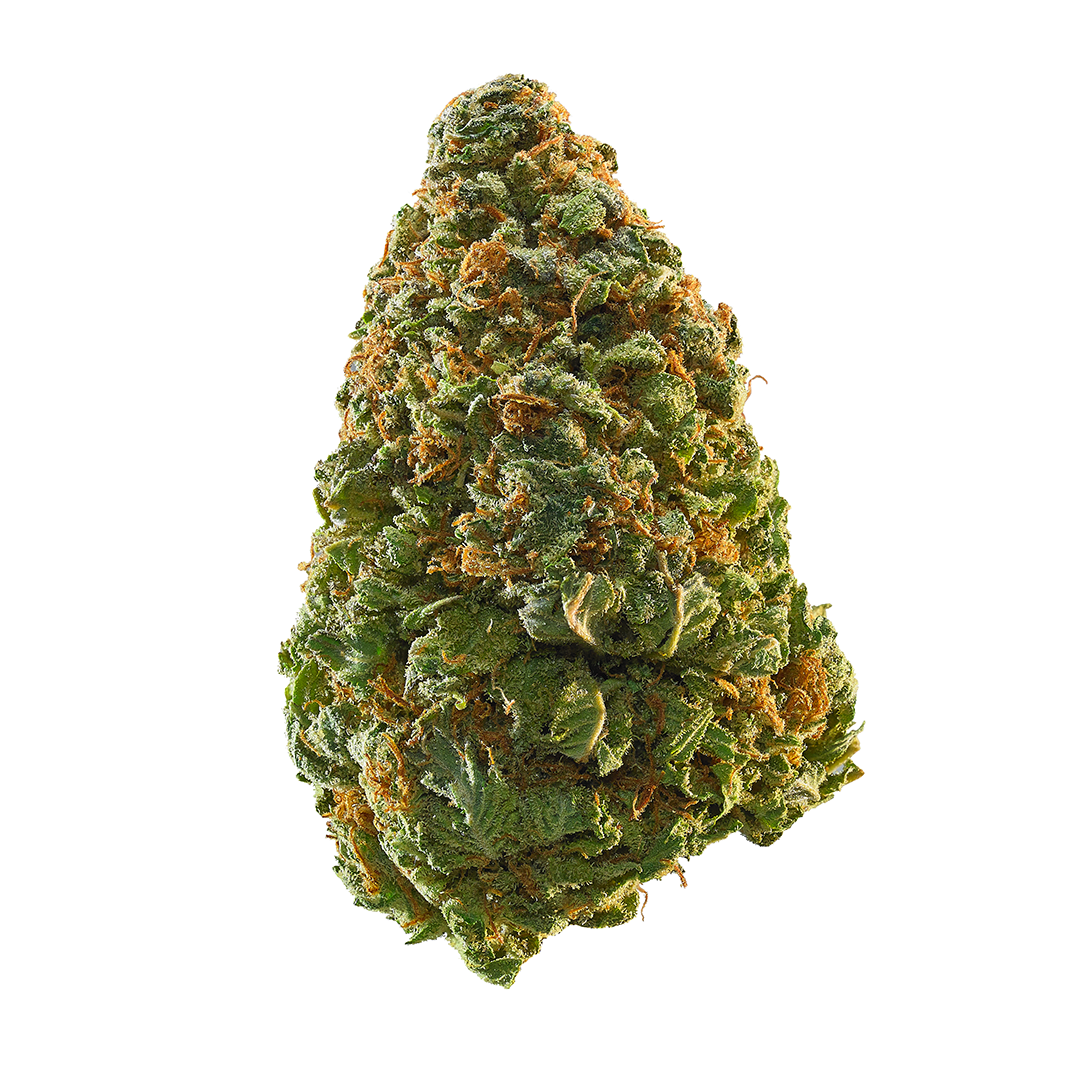 Power Plant - Sativa Feminized Marijuana Seeds