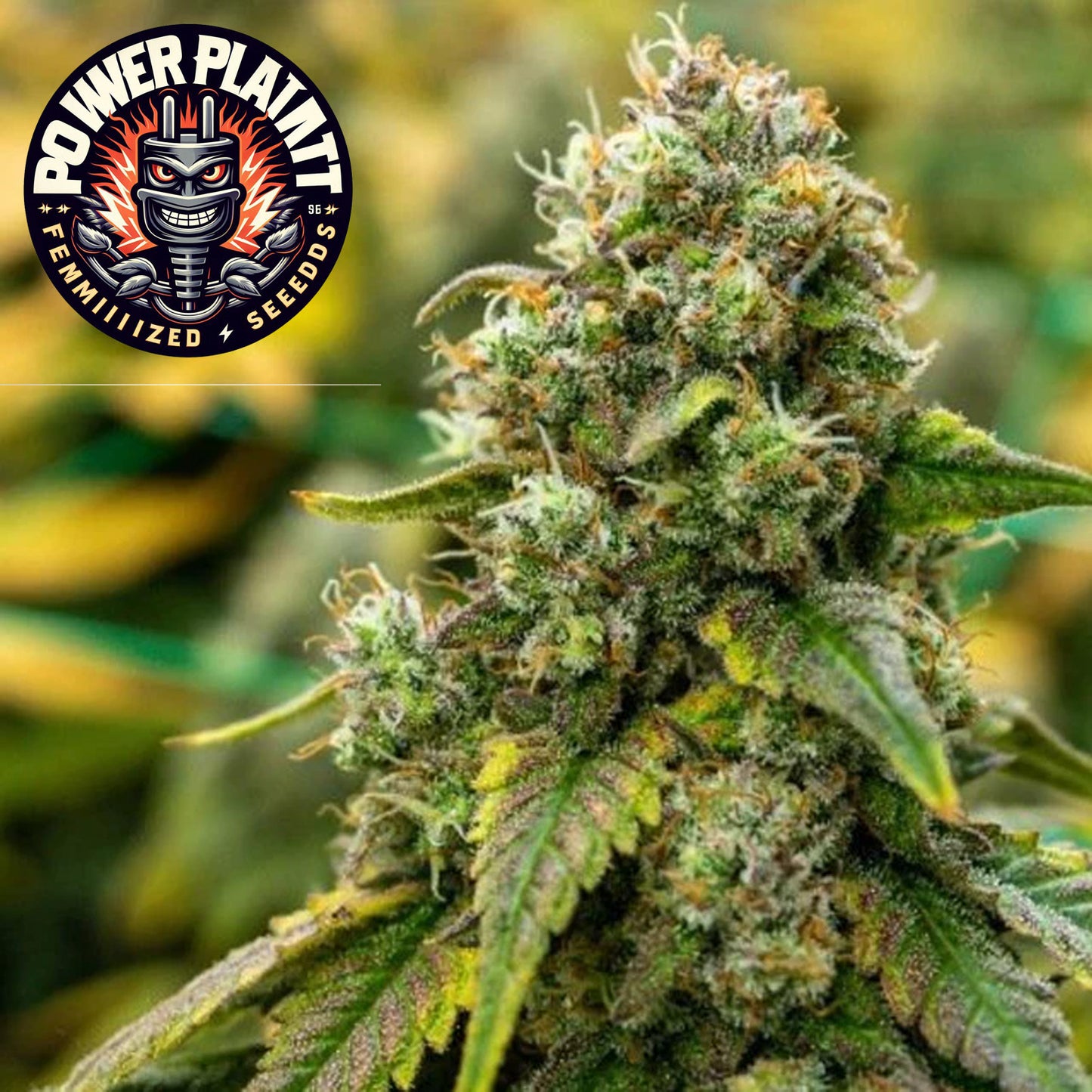 Power Plant Feminized Seeds