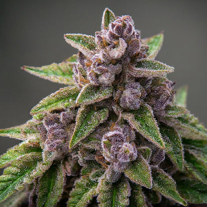 Purple Kush - Indica Feminized Marijuana Seeds