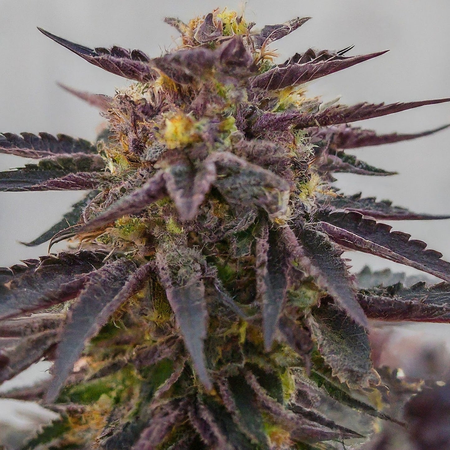 Purple Kush - Indica Feminized Marijuana Seeds