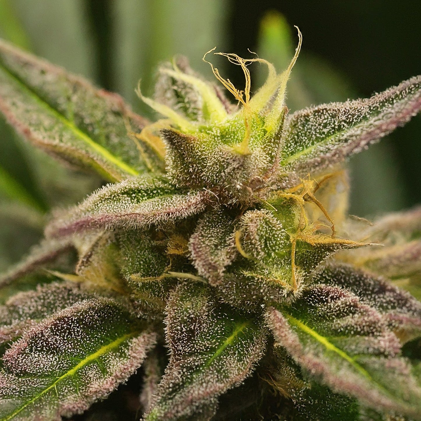 Purple Kush - Indica Feminized Marijuana Seeds