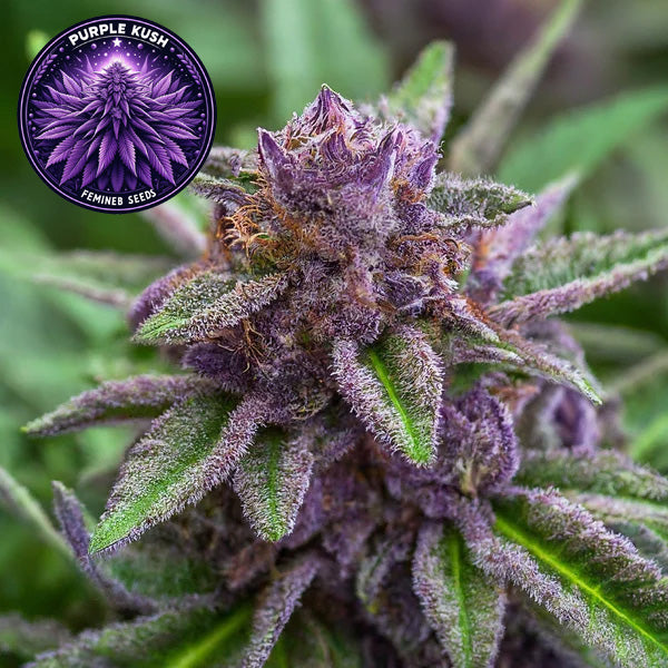 Purple Kush Feminized Seeds