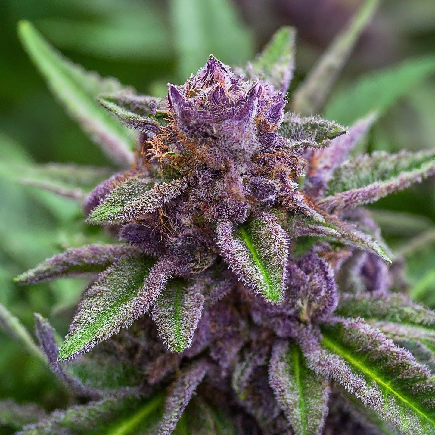 Purple Kush - Indica Feminized Marijuana Seeds