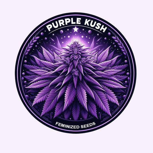 Purple Kush - Indica Feminized Marijuana Seeds