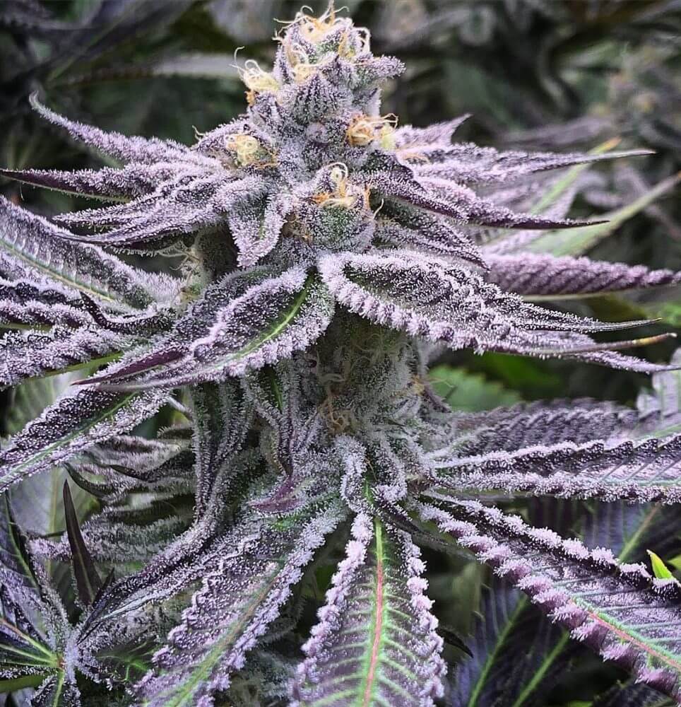 Purple Punch - Indica Feminized Marijuana Seeds