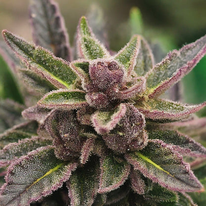 Purple Punch - Indica Feminized Marijuana Seeds