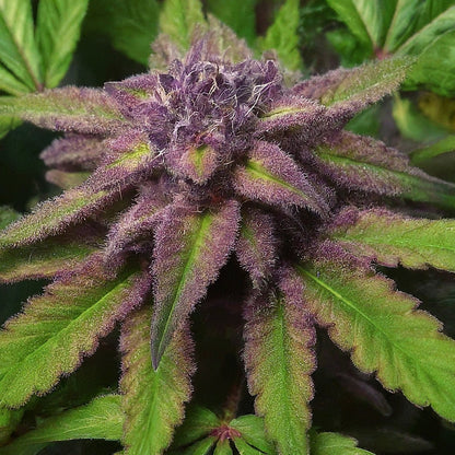 Purple Punch Feminized Seeds