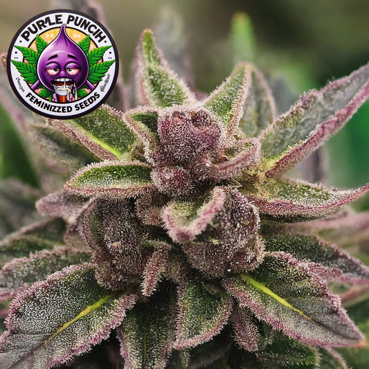 Purple Punch Feminized Seeds