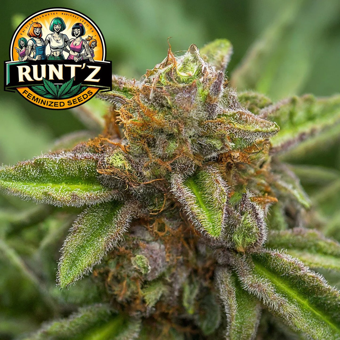 Runtz Feminized Seeds