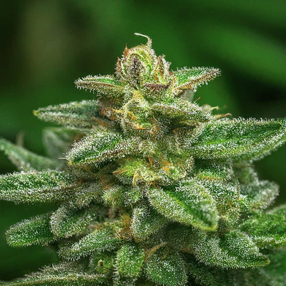 Siberian GG#4 - Sativa Feminized Marijuana Seeds