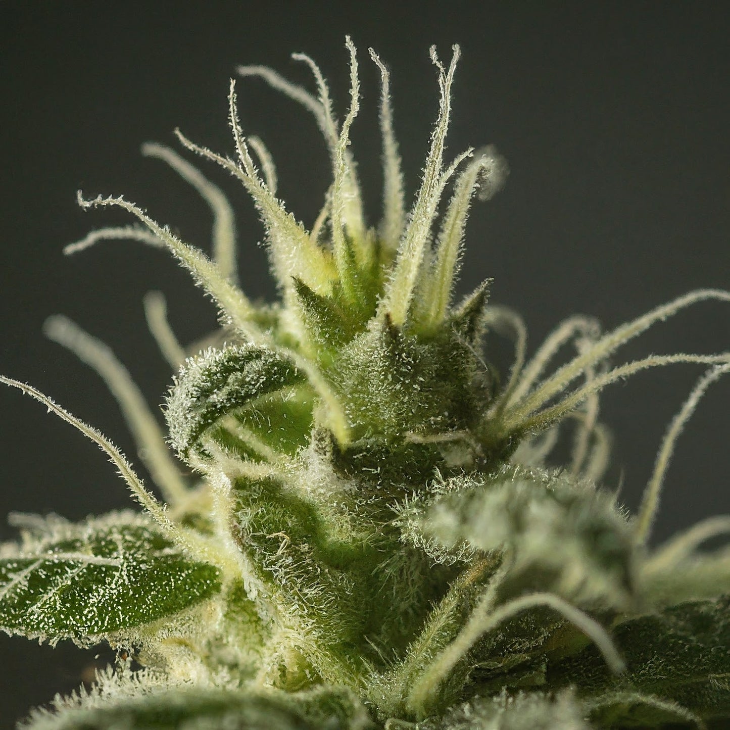 Siberian Hulk F3 Feminized Seeds