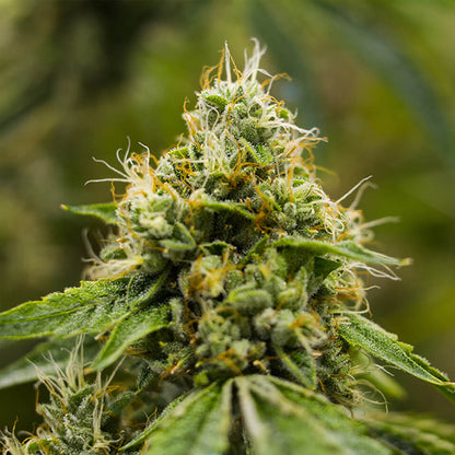 Skywalker OG - Indica Feminized Marijuana Seeds