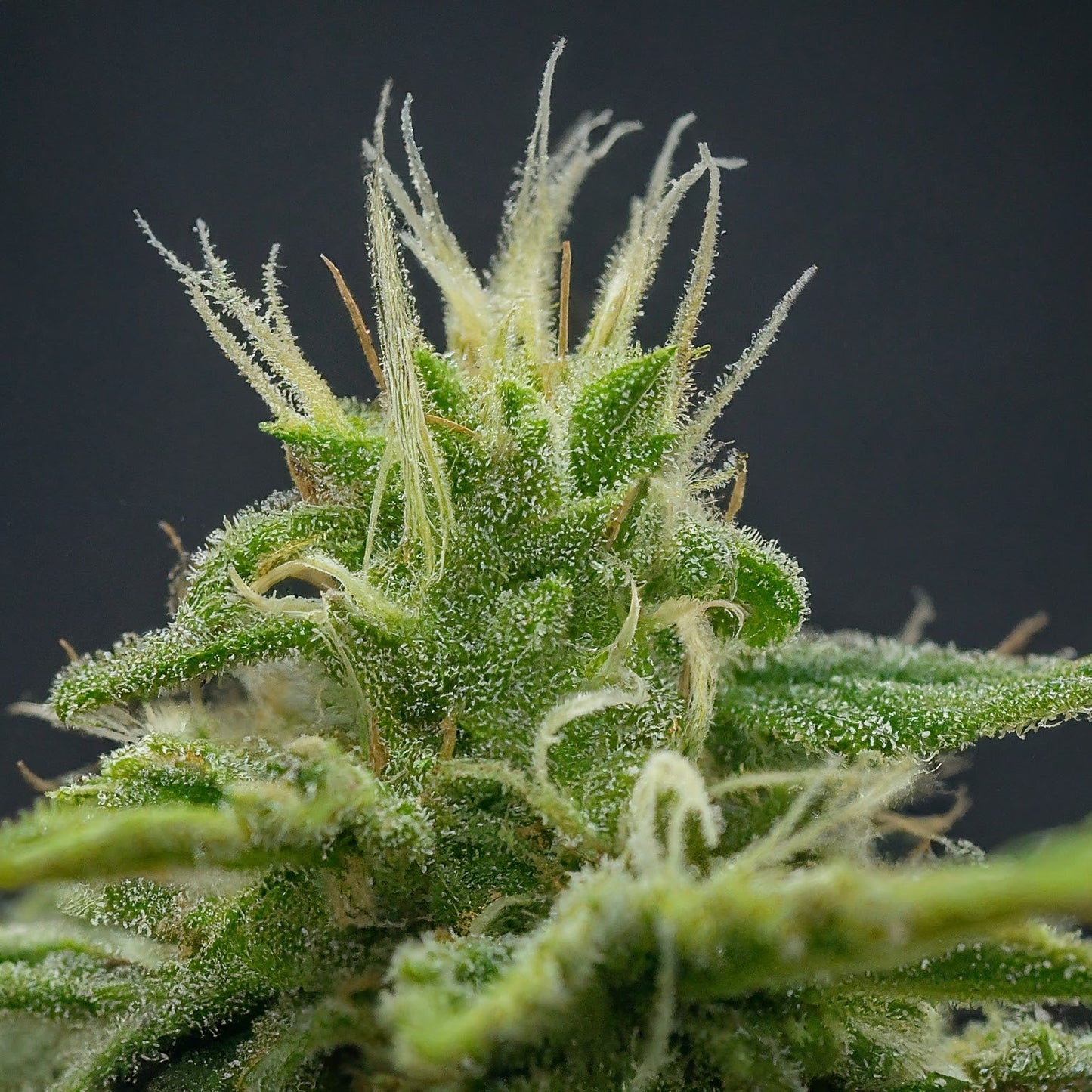 Skywalker OG - Indica Feminized Marijuana Seeds