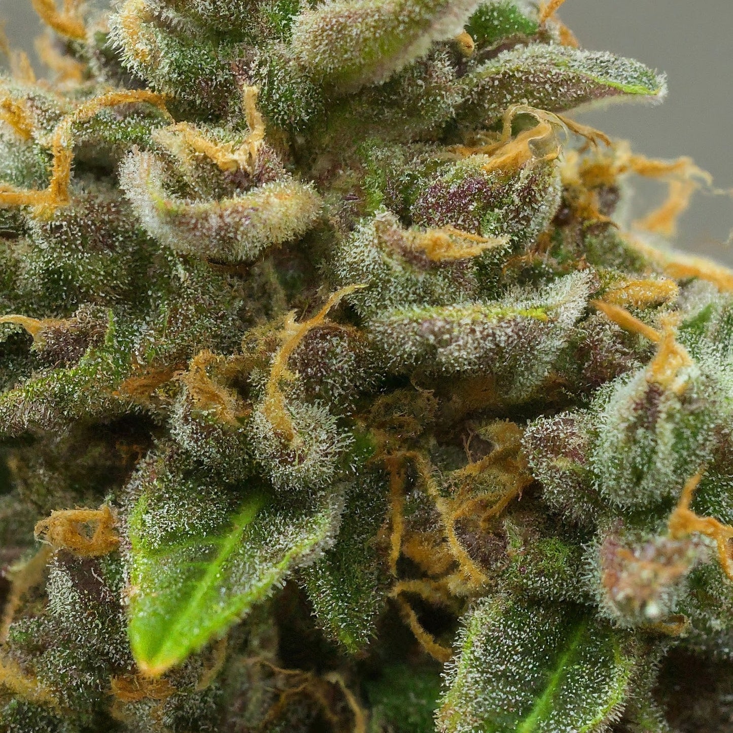 Sour Chem - Indica Regular Marijuana Seeds