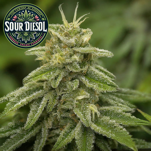 Sour Diesel  Feminized Seeds