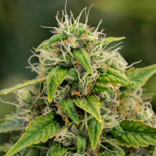 Sour Diesel  - Indica Feminized Marijuana Seeds