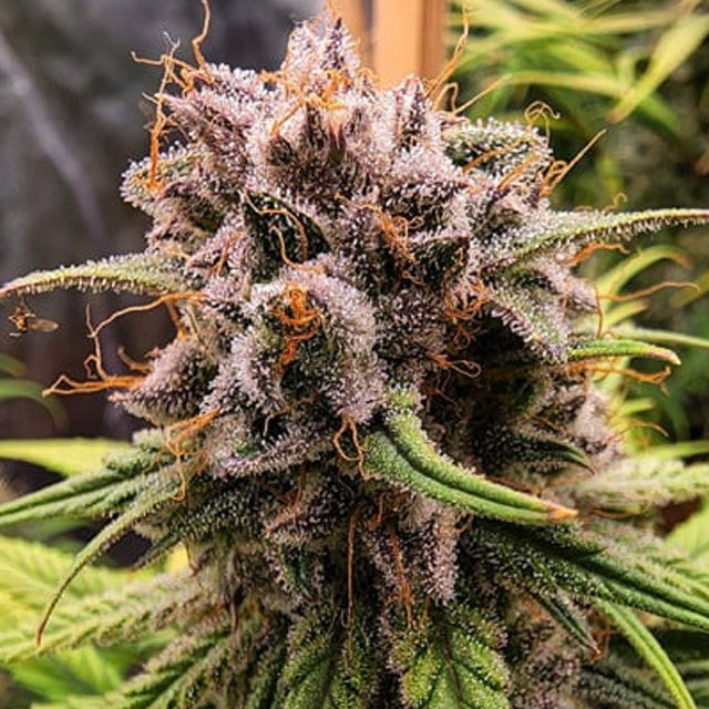 Strawberry Cough - Sativa Feminized Marijuana Seeds