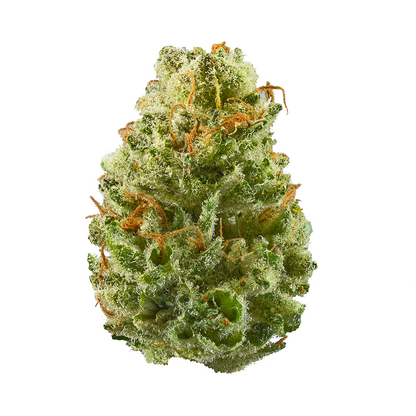 Strawberry Cough - Sativa Feminized Marijuana Seeds