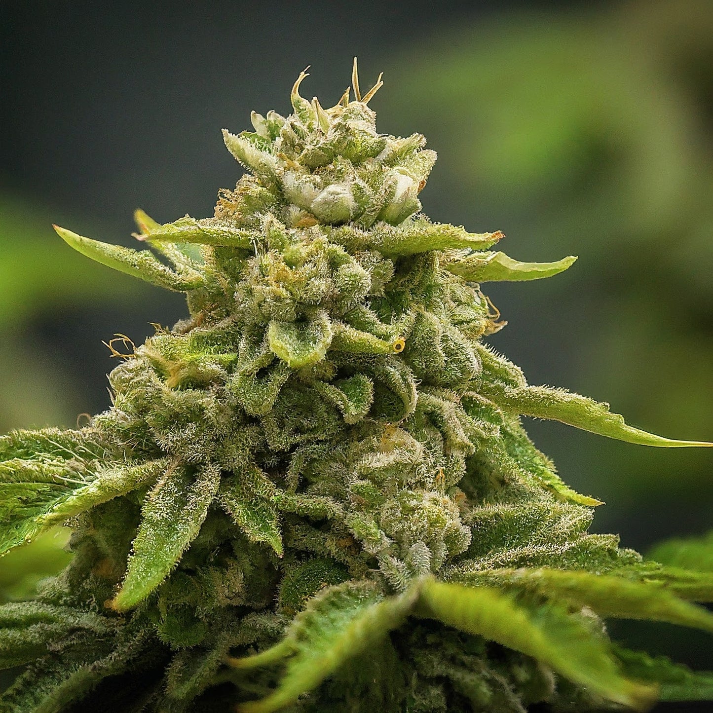 Strawberry Cough - Sativa Feminized Marijuana Seeds