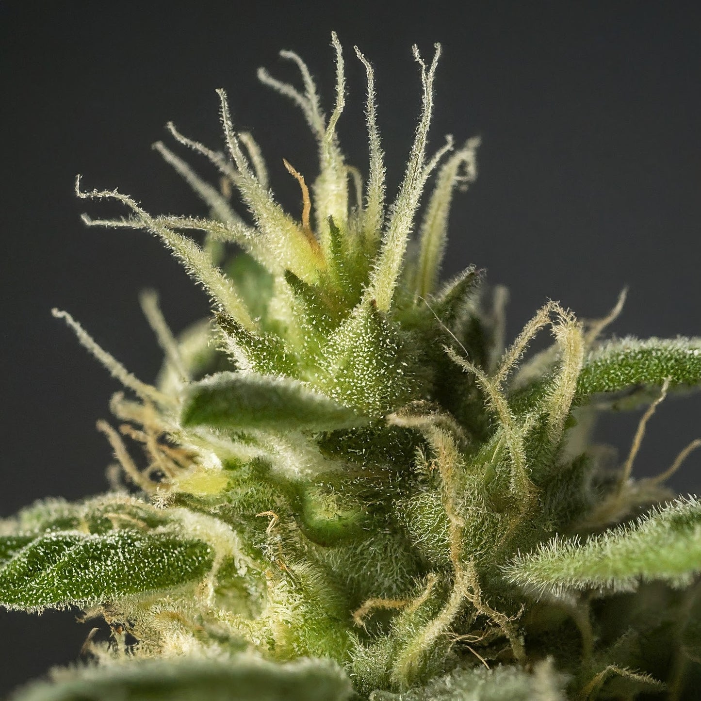 Strawberry Cough - Sativa Feminized Marijuana Seeds