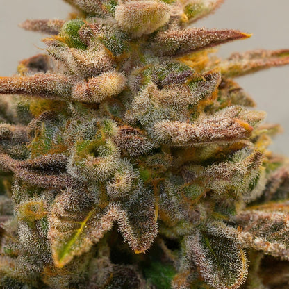 Sunset Sherbet - Indica Feminized Marijuana Seeds