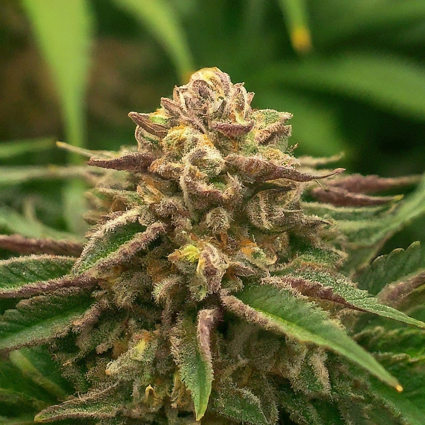 Sunset Sherbet Feminized Seeds