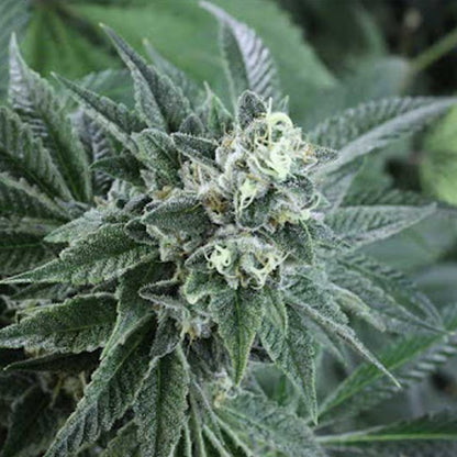 Super Silver Haze - Sativa Feminized Marijuana Seeds