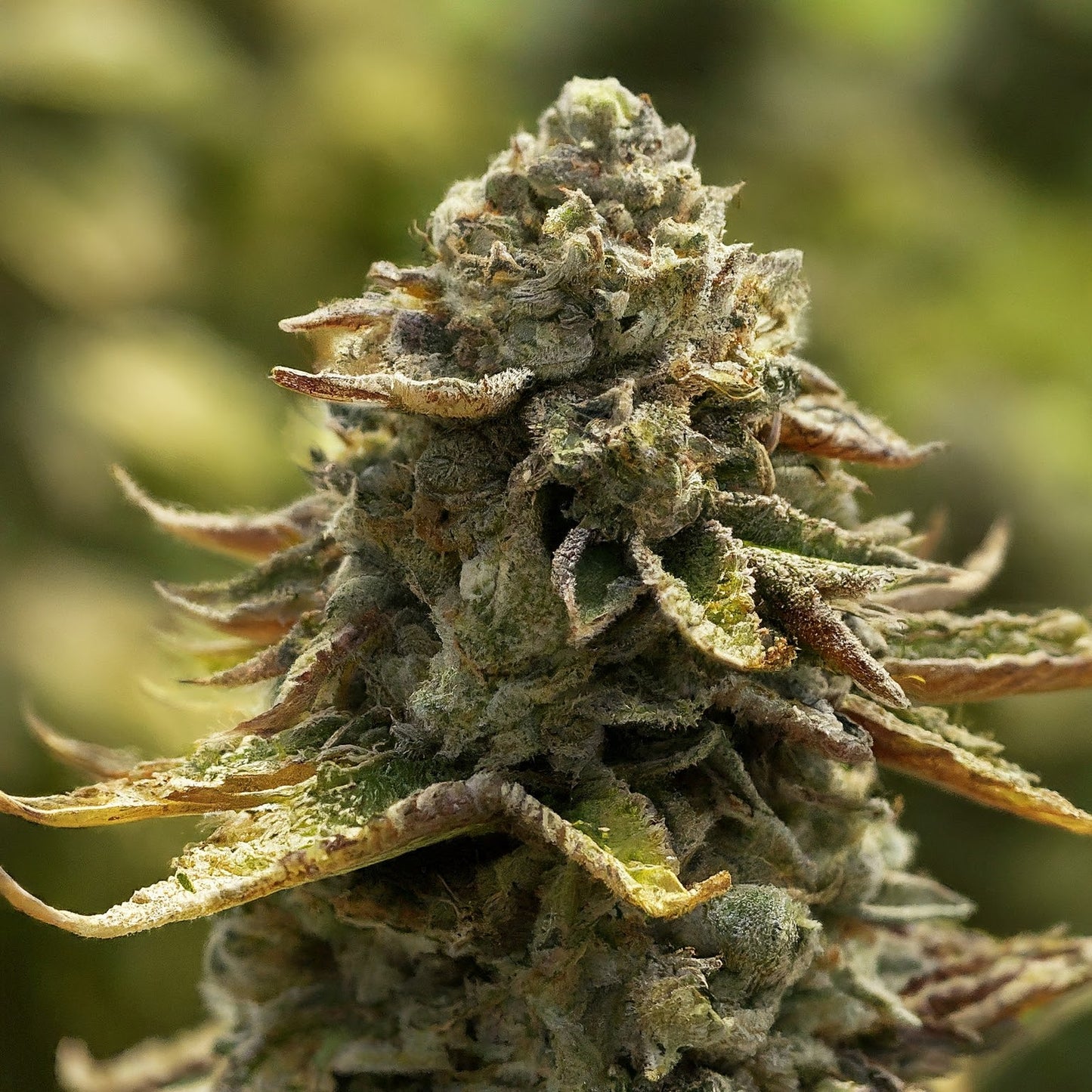 Super Skunk - Indica Feminized Marijuana Seeds