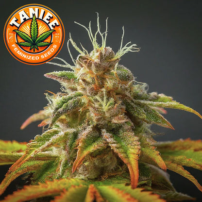 Tangie Feminized Seeds