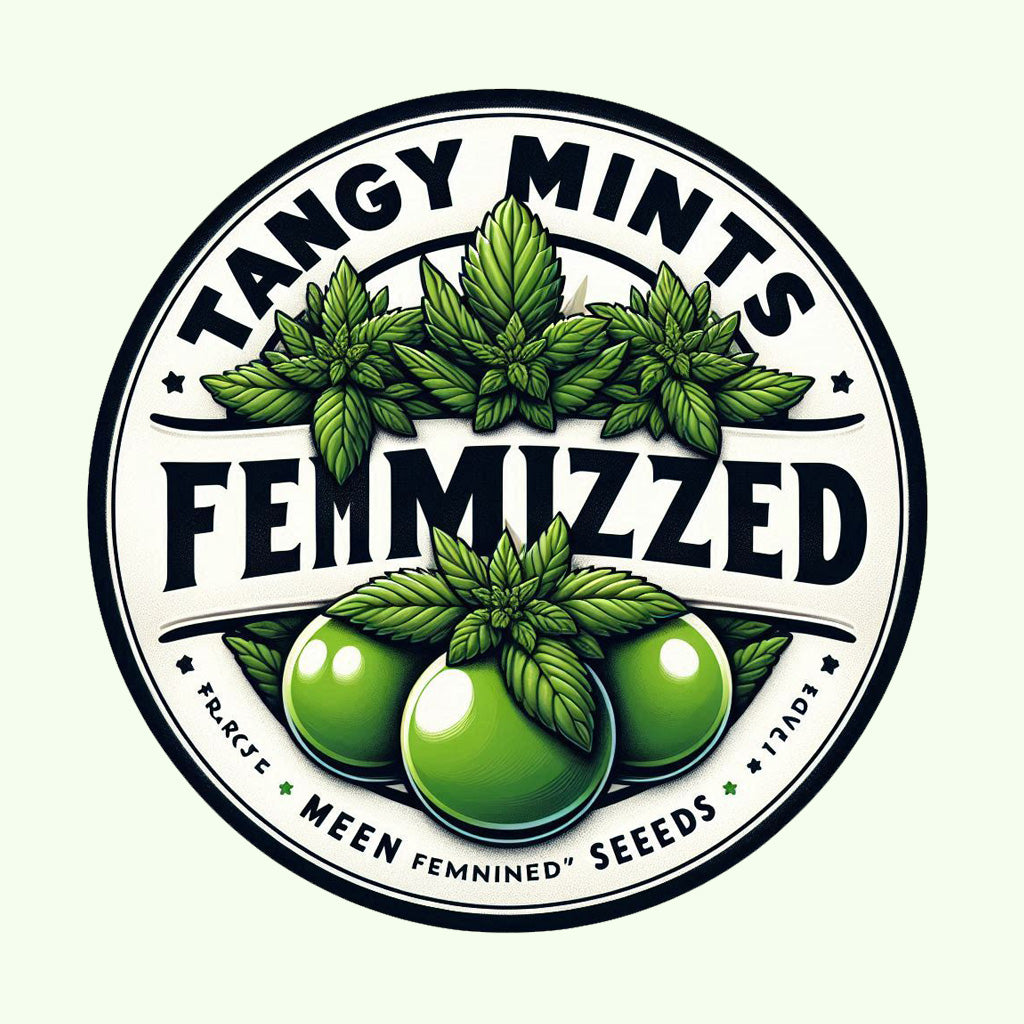 Tangy Mints - Sativa Feminized Marijuana Seeds