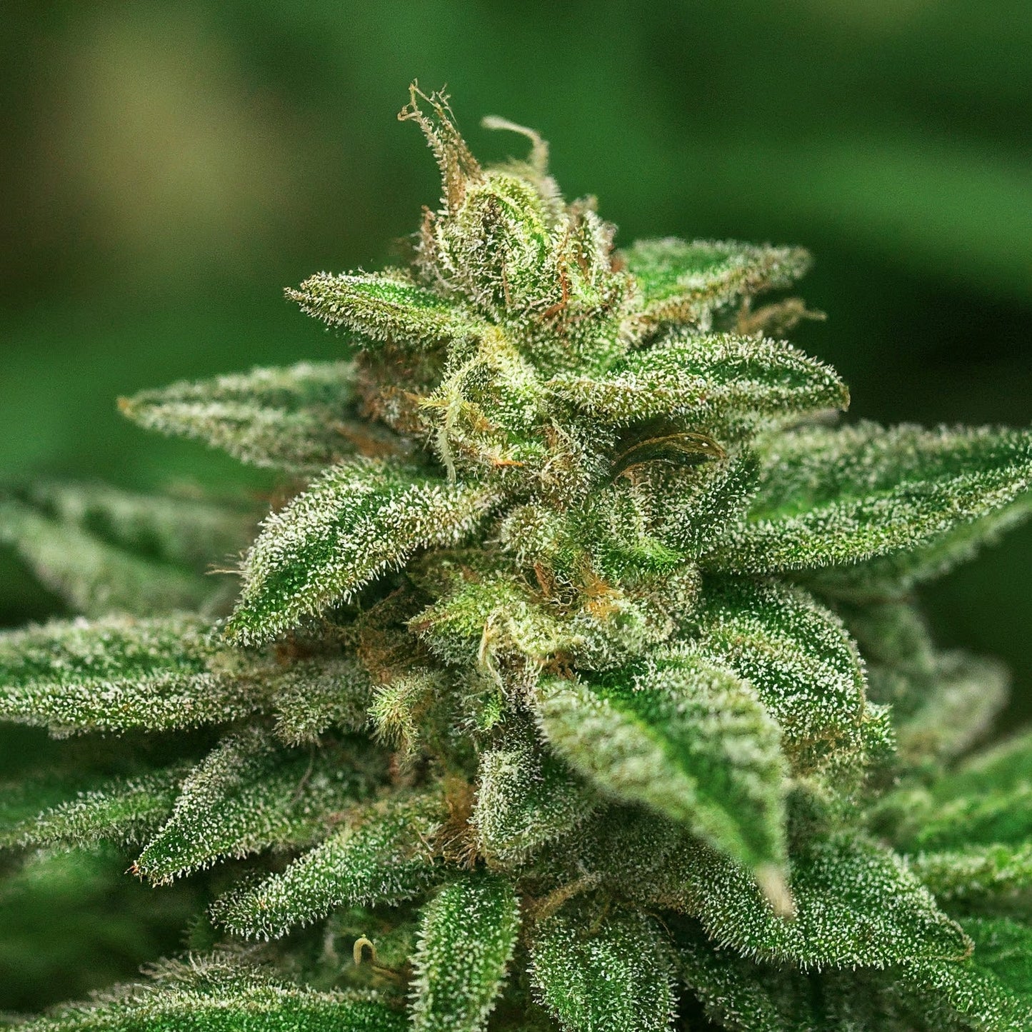 Trainwreck - Sativa Feminized Marijuana Seeds